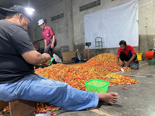STA Tempel Sleman melindungi petani cabai dari spekulan melalui sistem lelang terpusat yang transparan dan adil, menjaga stabilitas harga panen. Foto: infopublik.id