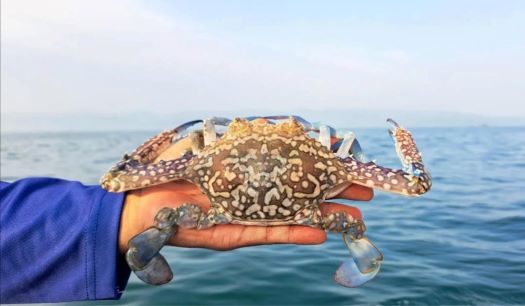 KKP menerbitkan 292 sertifikat CoA untuk menjaga kelancaran ekspor rajungan Indonesia ke Amerika Serikat sesuai standar internasional. foto: Dok KKP